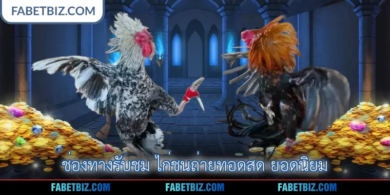 ช่องทางรับชม ไก่ชนถ่ายทอดสด ยอดนิยม